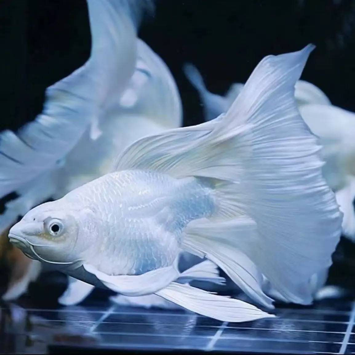 短身14-16CM台系精挑高货短体蝴蝶鲤大鳍大尾广温观赏鱼好养耐活