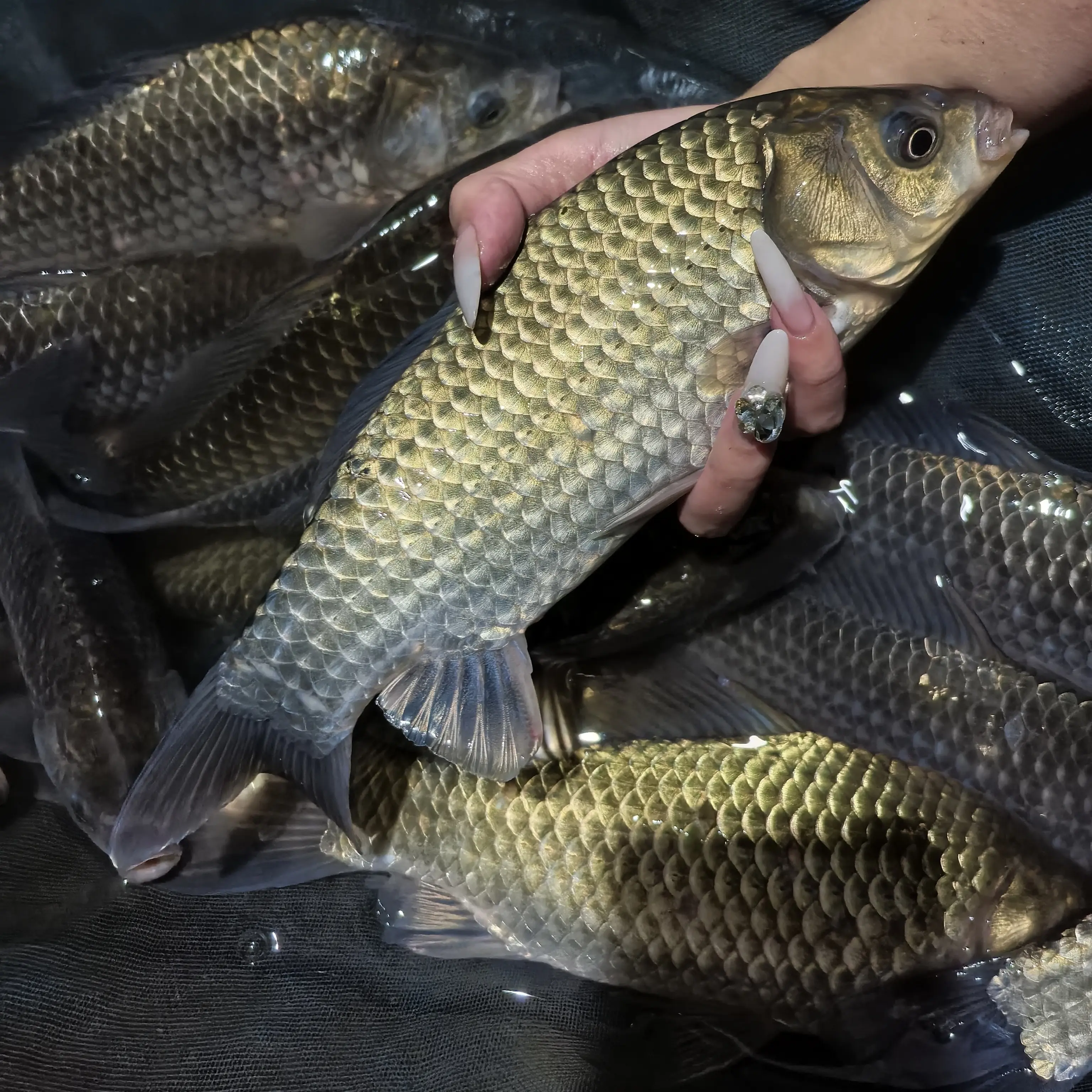 重庆黄金鲫水族活体鱼