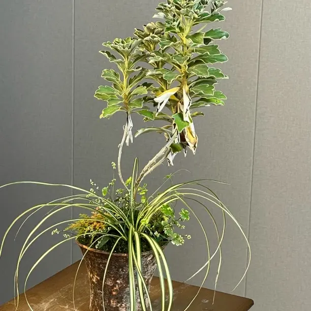 【莫宁山野草组合盆栽】一物一拍专用链接（适合室内外桌面摆放）