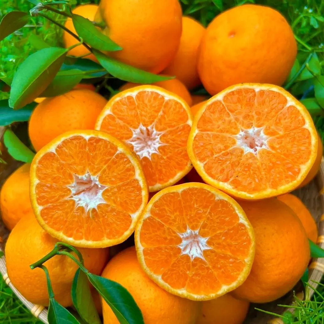 【头茬耙耙柑】四川春见耙耙柑果农直发新鲜现摘爆甜多汁无籽无渣