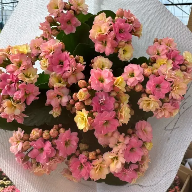 长寿花【七彩毛绒，变色龙】110盆花苞状态发货