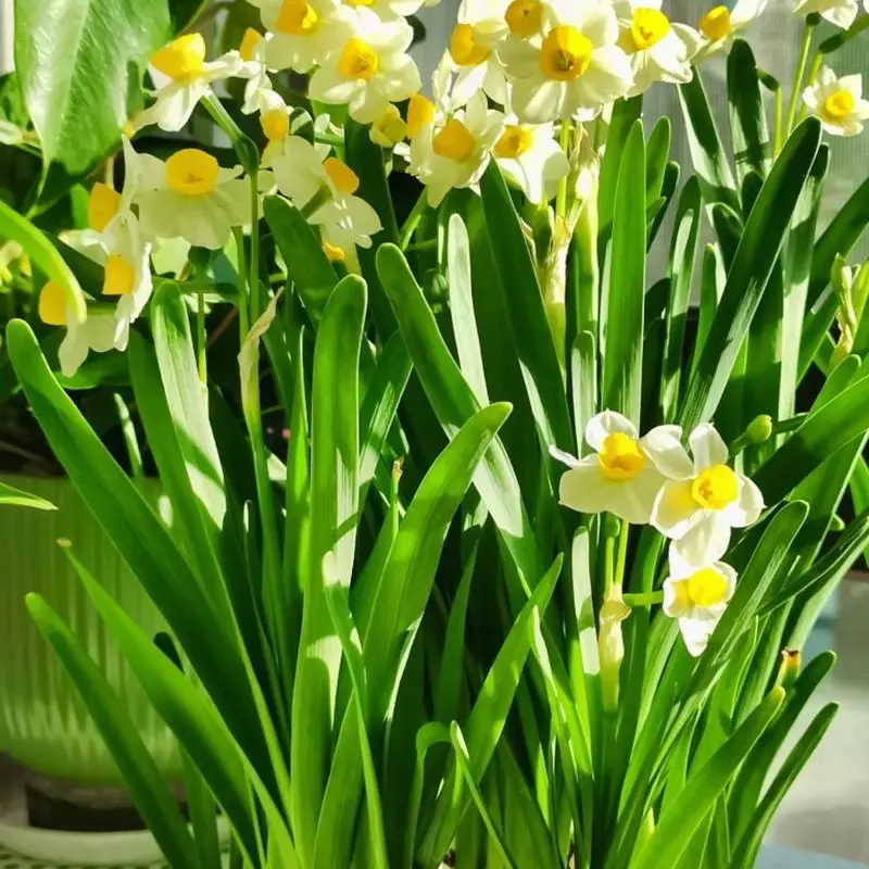 水仙花种球水培盆栽室内植物花卉冬季开花好养浓香型绿植