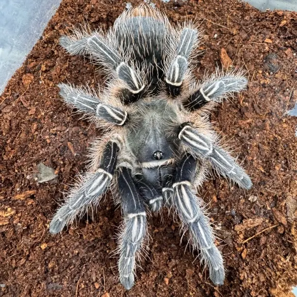 一图一物系列（蓝哥斑12厘米母）编号052