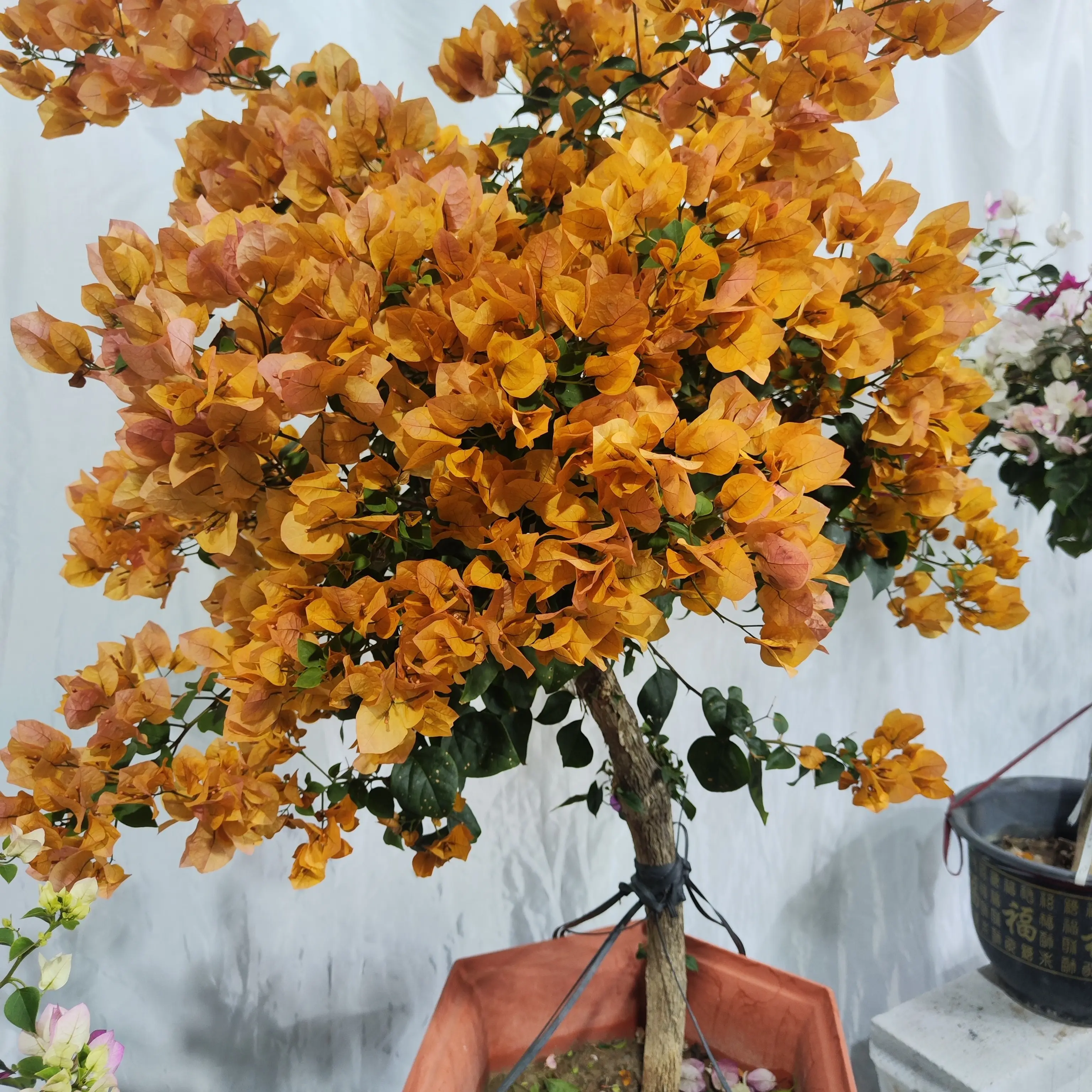 三角梅盆栽老桩带花苞耐寒四季开花阳台庭院爬藤花卉