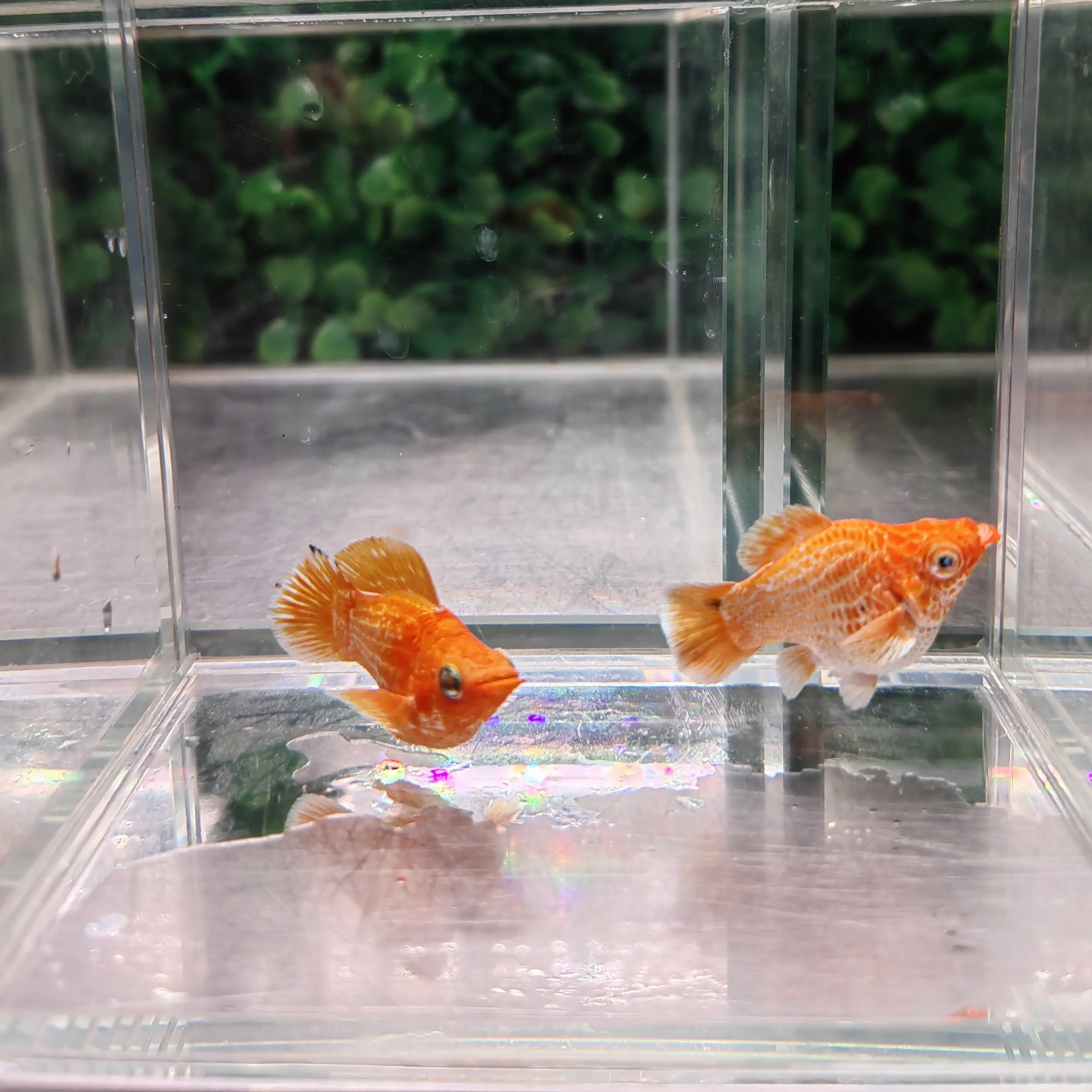 玛丽球热带鱼钻石眼黄金（越南原线）