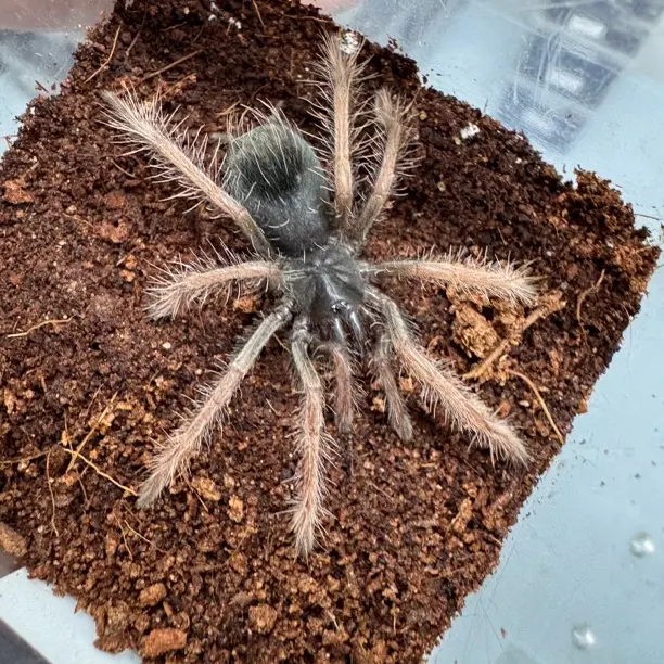 一图一物系列（哥伦比亚梦幻明镭射6厘米母）编号111