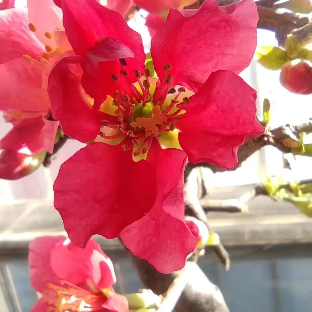 木瓜西府海棠原生木瓜西府海棠老桩 。