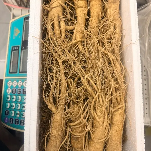 长白山五年园参现挖现发适合泡酒煲汤，一斤8颗，保温箱青苔发货