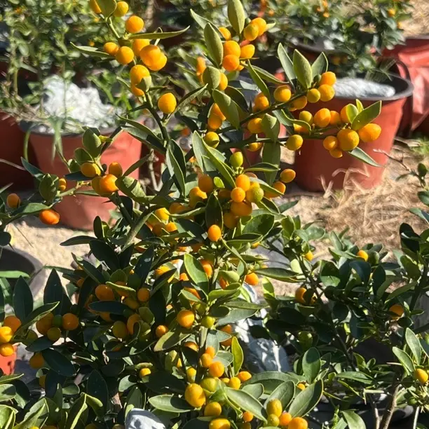 人工培育附石豆豆盆栽运输途中会少量掉果介意慎拍哦