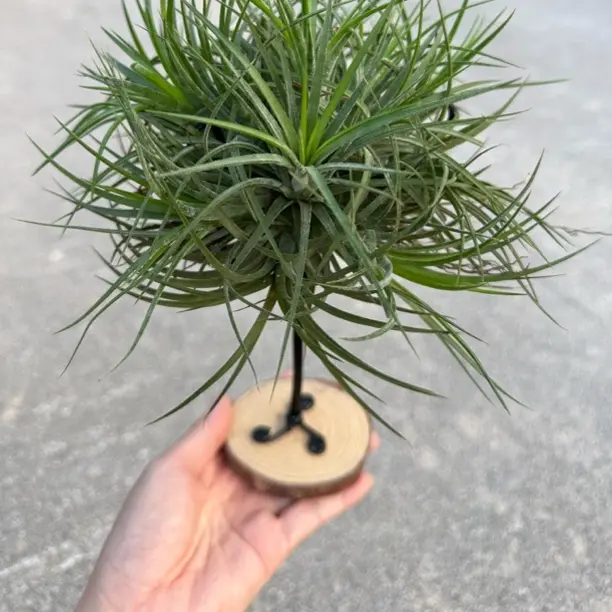 空气凤梨绿精灵群带底座组合群生多花无土懒人绿植家居办公易养护