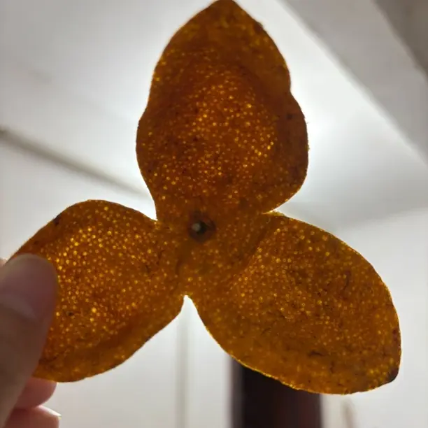 广西浦北20年以上老树大红皮