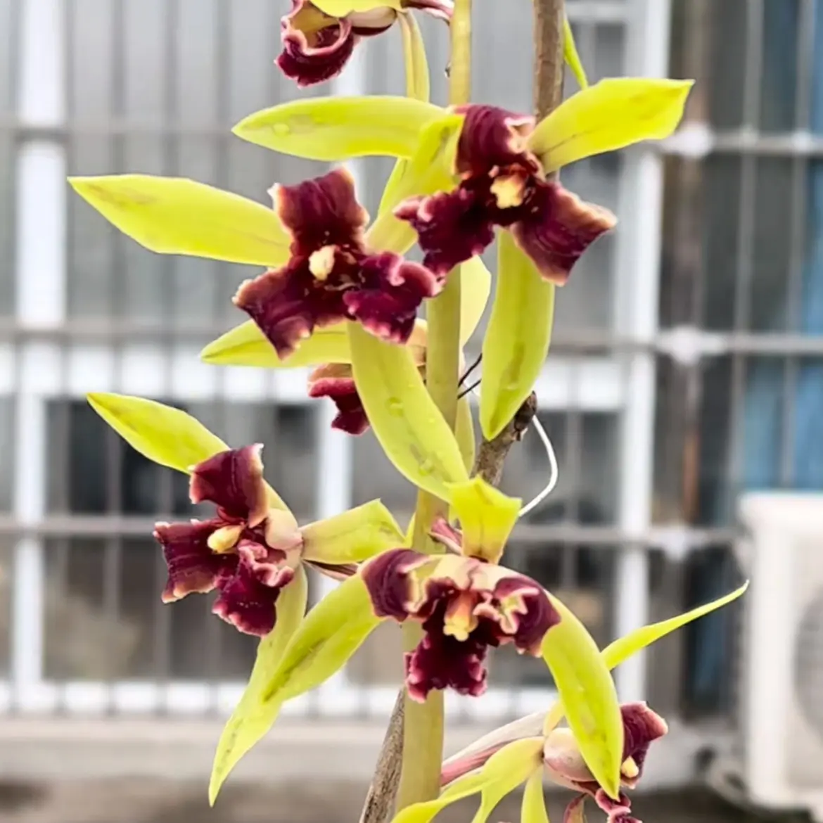 正品国兰 自然棚养殖 精品国兰兰花基地 一物一拍下单请咨询