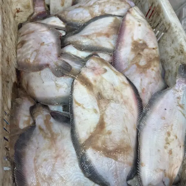 大连当地野生油瓶鱼