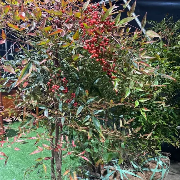 火焰红南天竹红天竺绿植盆栽四季不落叶花卉可水培