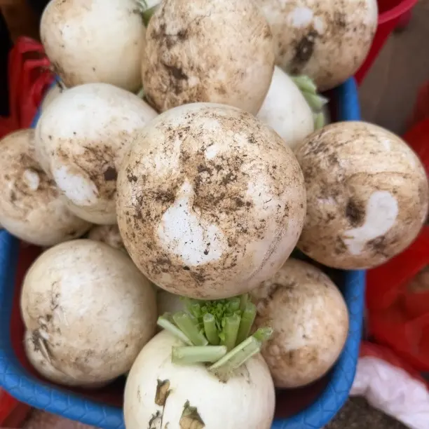 外山岚村村民自家种植白萝卜、红薯、生姜