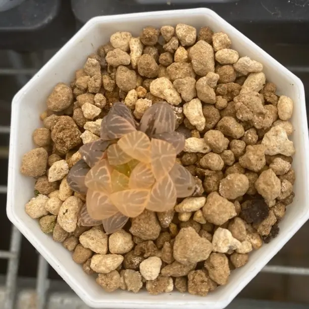 十二卷玉露锦姬玉露锦