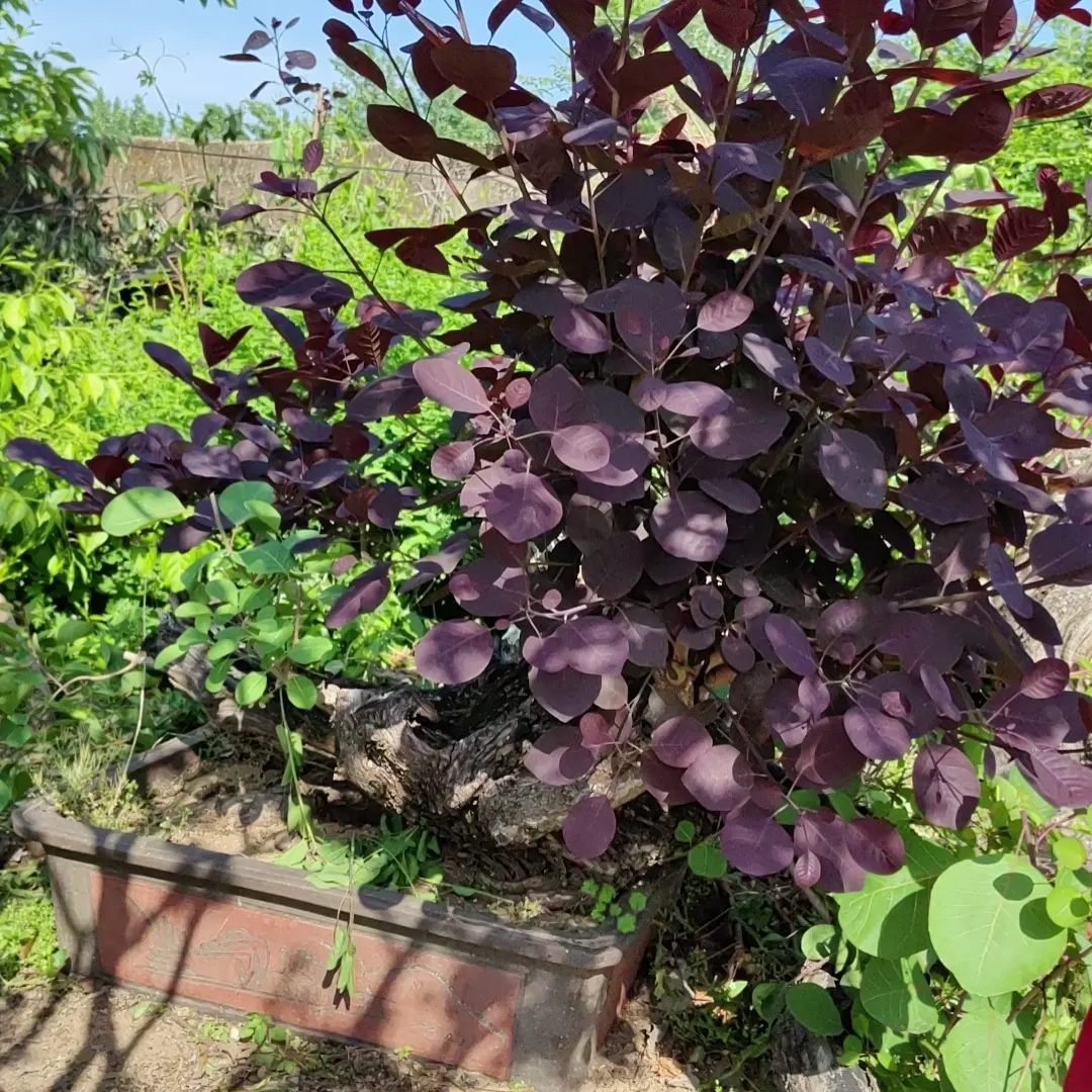 黄栌红栌盆栽带土球红叶植物适合绿化工程