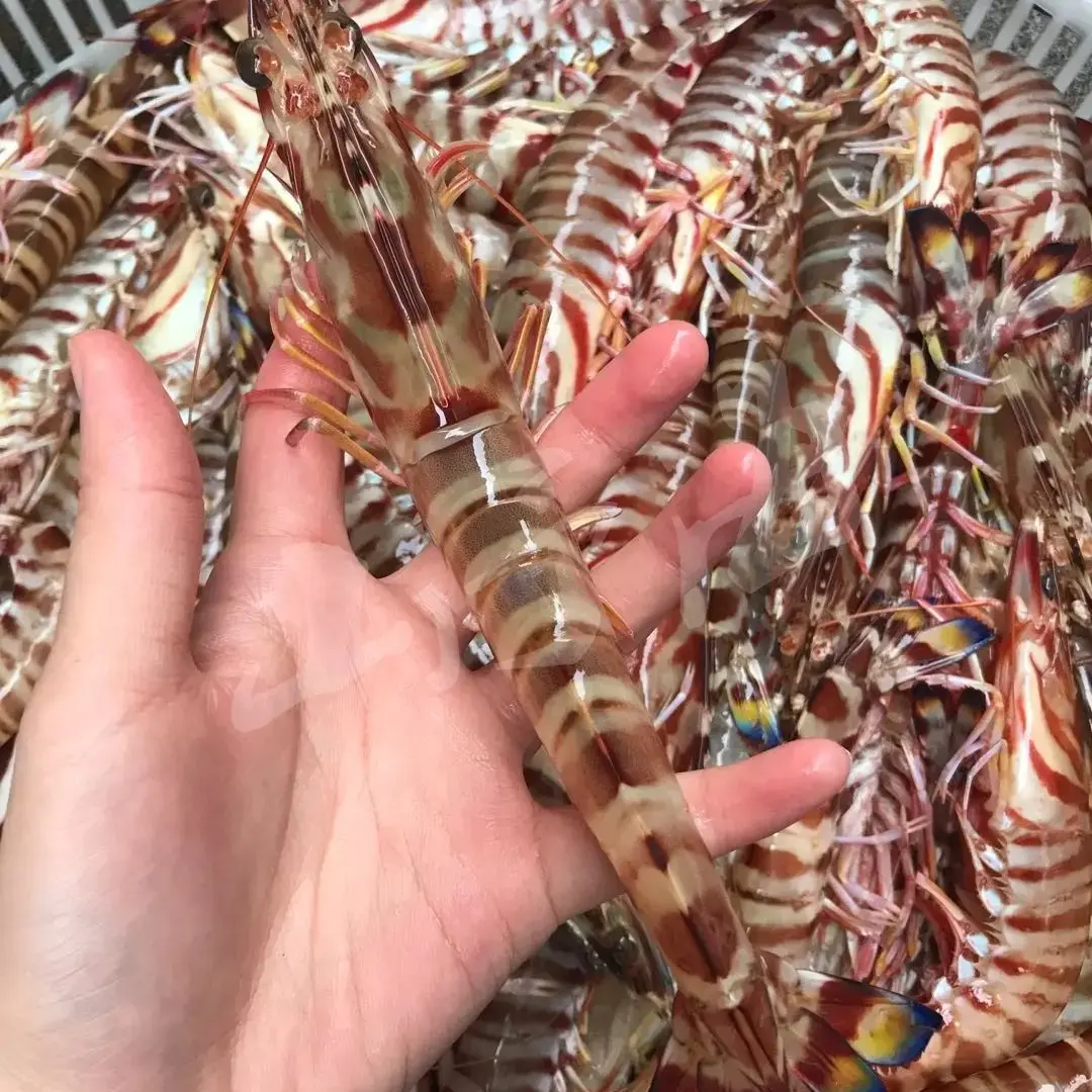 【斌哥】北海野生斑节虾海捕九节虾竹节虾花虾现拍现称速冻顺丰冷链