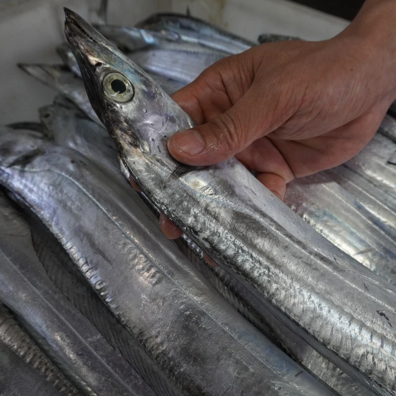 【4斤带鱼】东海野生海捕正宗鹰钩嘴小眼带【介意破肚勿拍】顺丰包邮