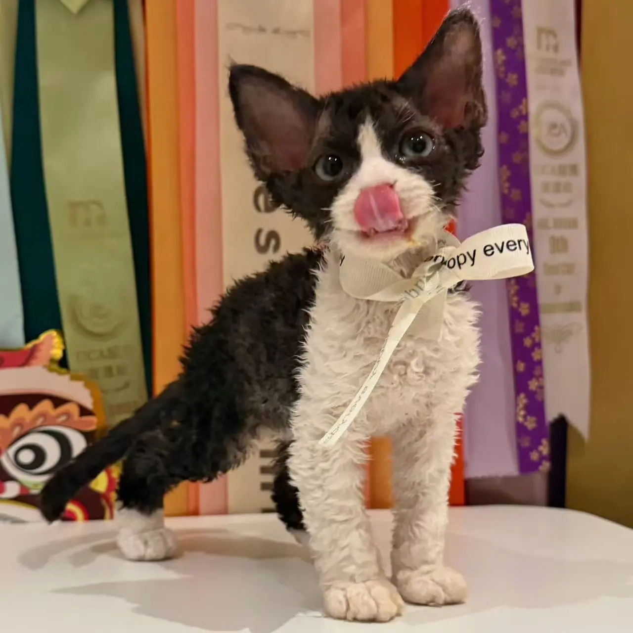 全色系德文卷毛猫幼猫纯种血统聪明温顺不掉毛高智商宠物猫