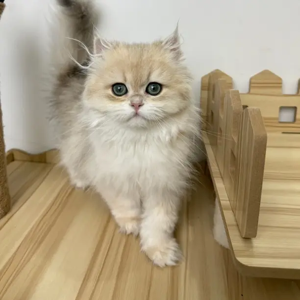 实木金丝熊造景木屋爬梯躲避屋仓鼠互动玩具