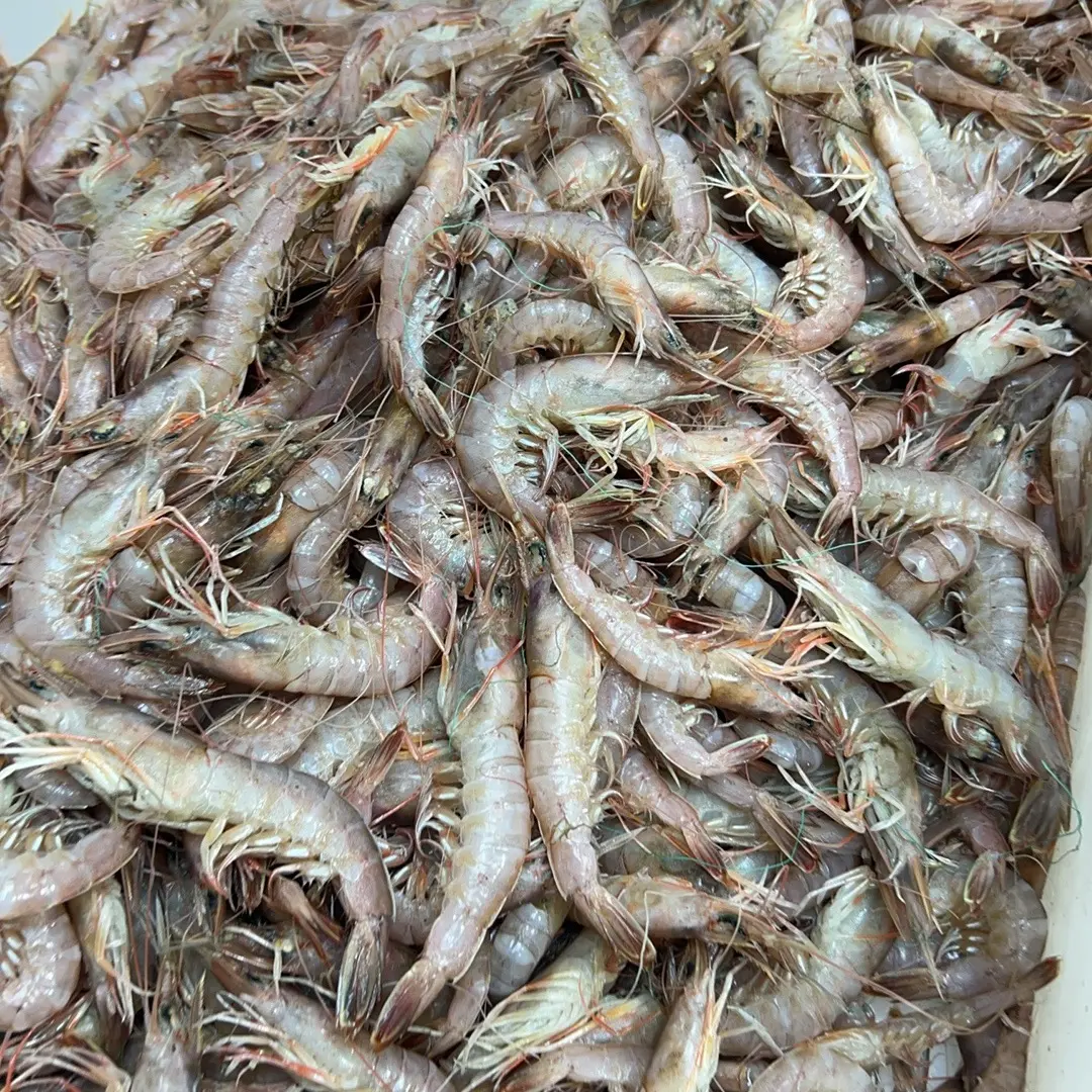 大连野生硬抓虾，大小不一速冻发货
