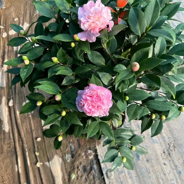 山茶花带花苞浓香型耐寒耐热室内外阳台庭院好养花卉植物