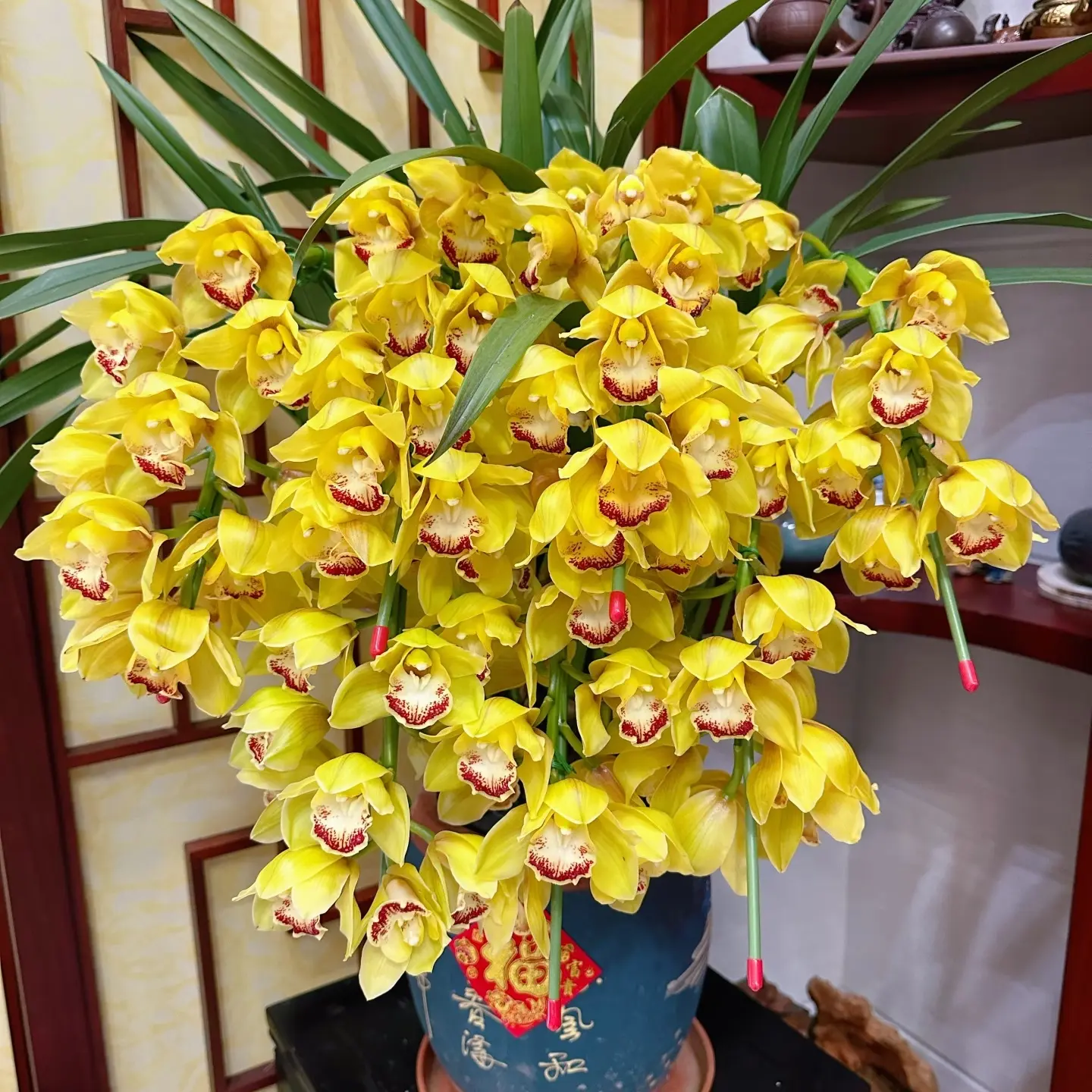 大花蕙兰黄金岁月好养室内高端精品绿植花卉盆栽
