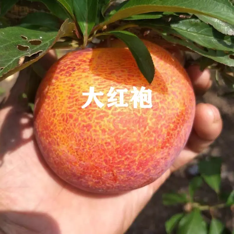 新品种李子苗大红袍李子树苗嫁接果树苗南北方种植盆地栽当年结果