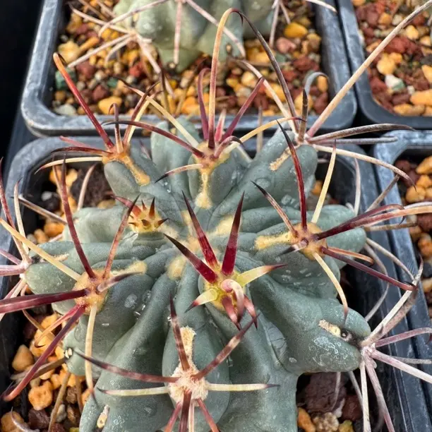 黑萝莎 仙人球 新手好养精品！