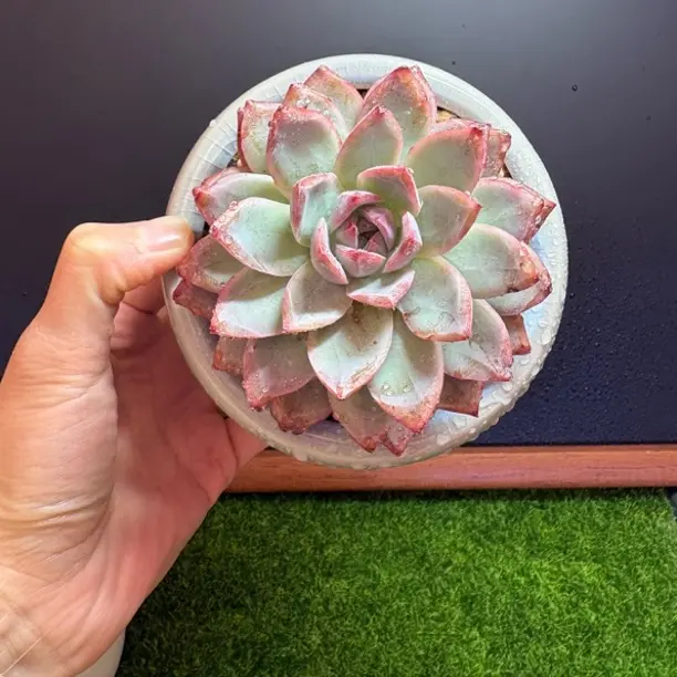 带陶瓷盆发货，实拍，所见所得。