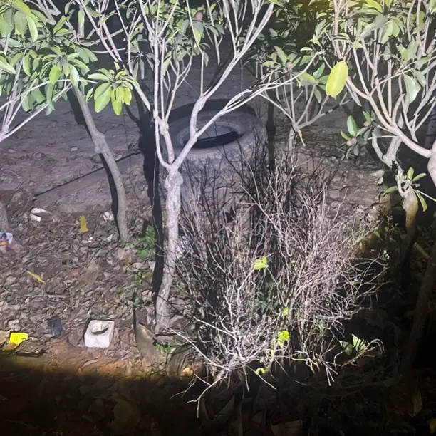 越南人心果，5年左右苗