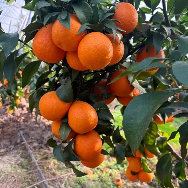 早熟爱媛62号一年杯苗品种纯正两年杯苗现挖安徽发货花卉