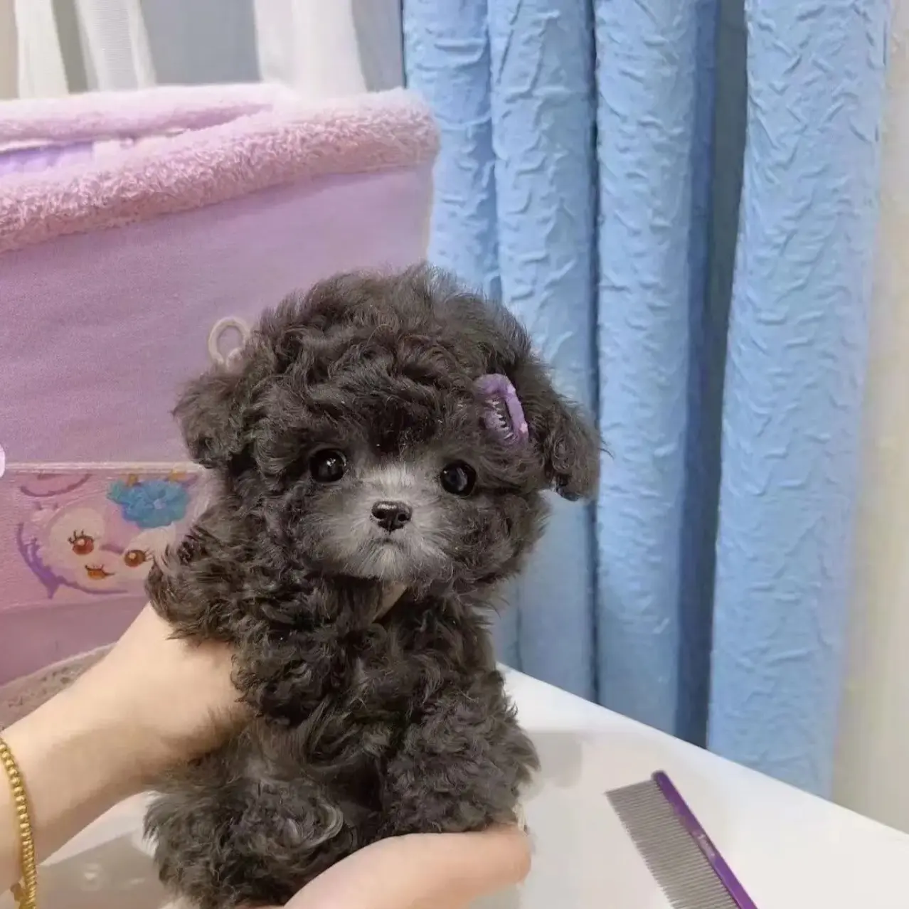 精品小体灰泰迪香槟宠物狗狗幼犬韩系比熊犬