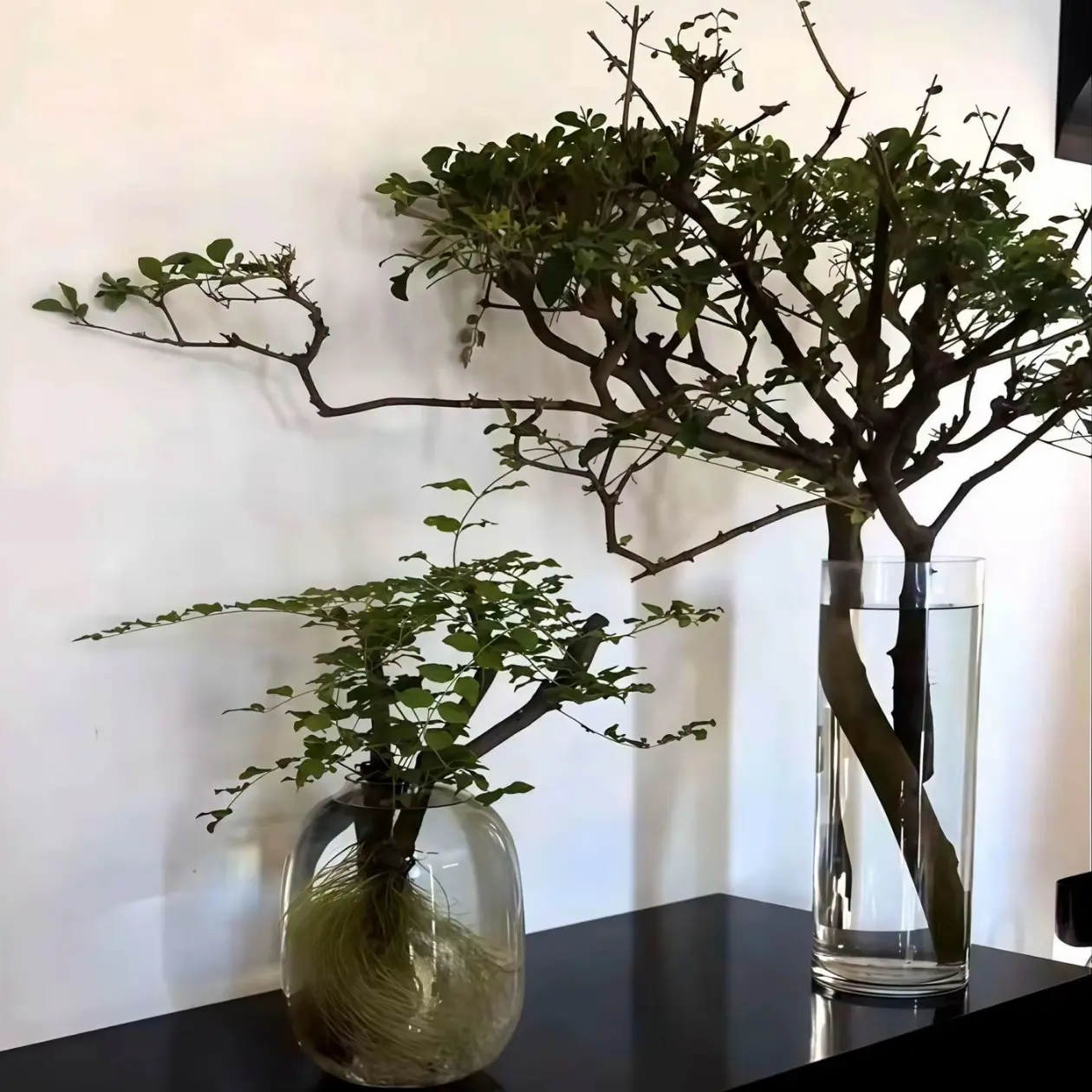 水培绿植 （一物一拍）