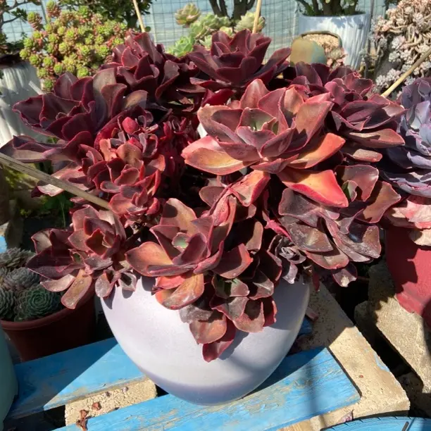 大群整装无砍红酒杯玫瑰带盆不包物流冠幅65cm