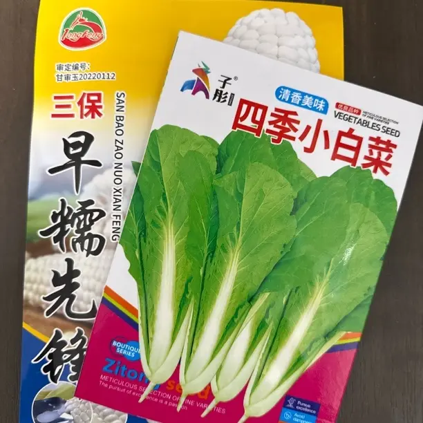 小菜园种植四季小白菜送早糯先锋鲜嫩好吃