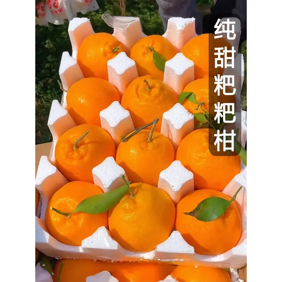 【现摘现发】四川春见耙耙柑3/5/9斤橘子新鲜水果当季丑桔八怪特甜