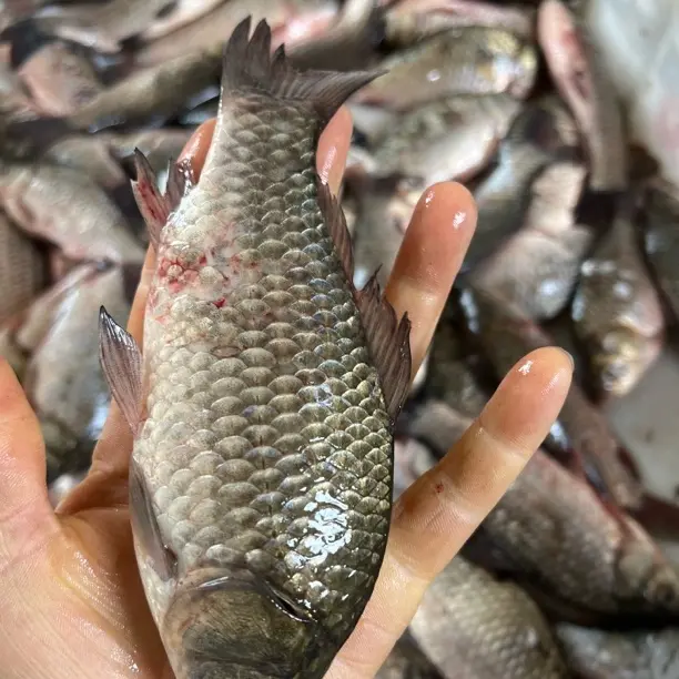 纯江野生中号鲫鱼8斤40条左右速冻发货顺丰包邮可用于月子煮汤