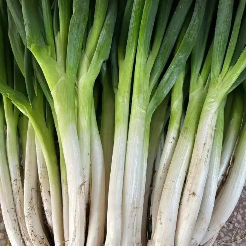 农户自种-分葱现挖长白去皮净葱带土甜脆蔬菜提味