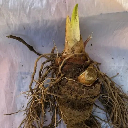 高海拔云南滇重楼七叶一枝花