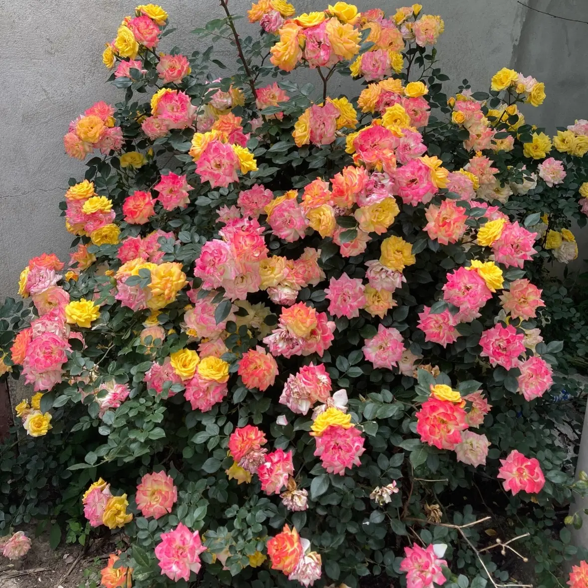 藤本月季成品大苗多季开花花球蓝色花墙耐寒耐热适合庭院花园种植