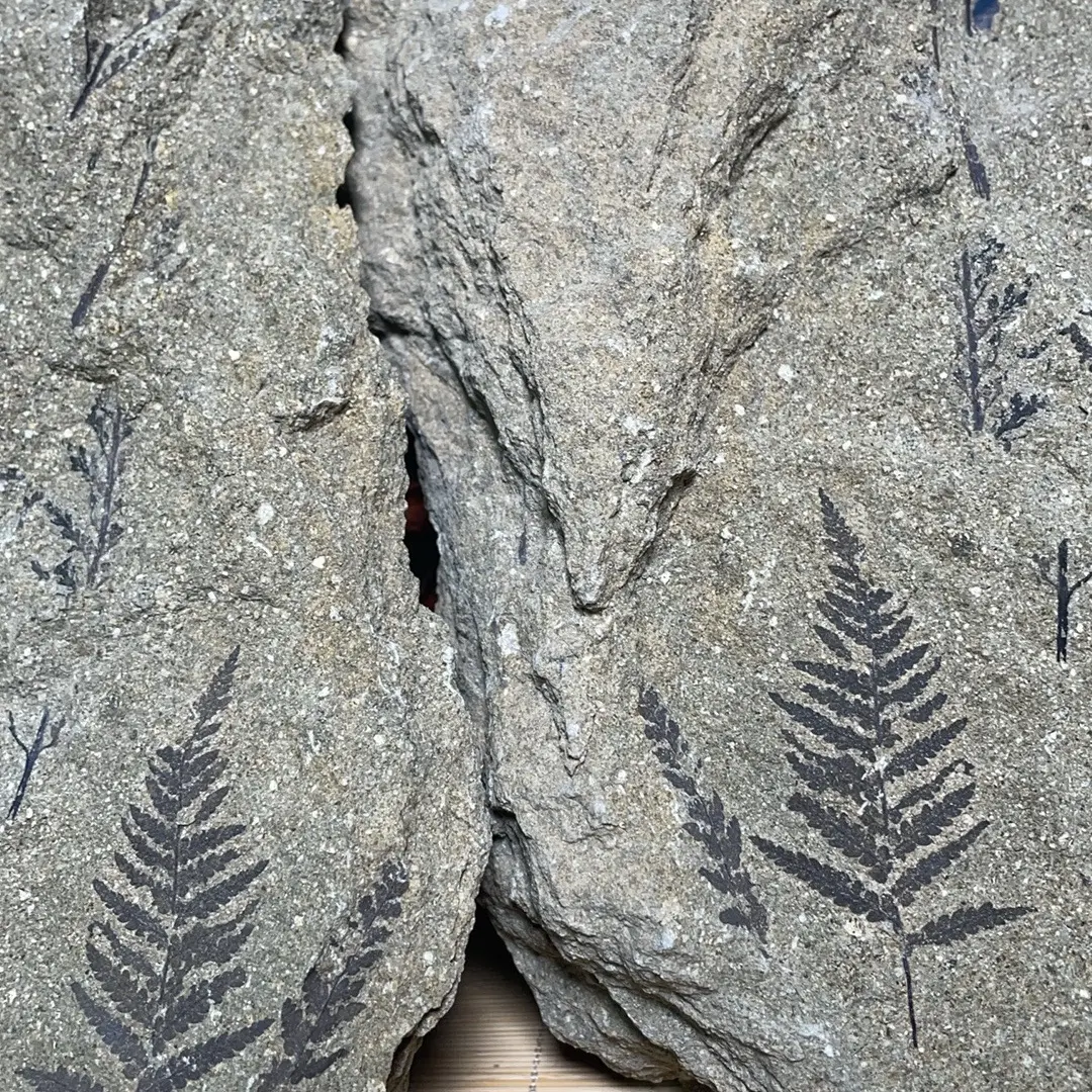 古生物植物化石居家摆件