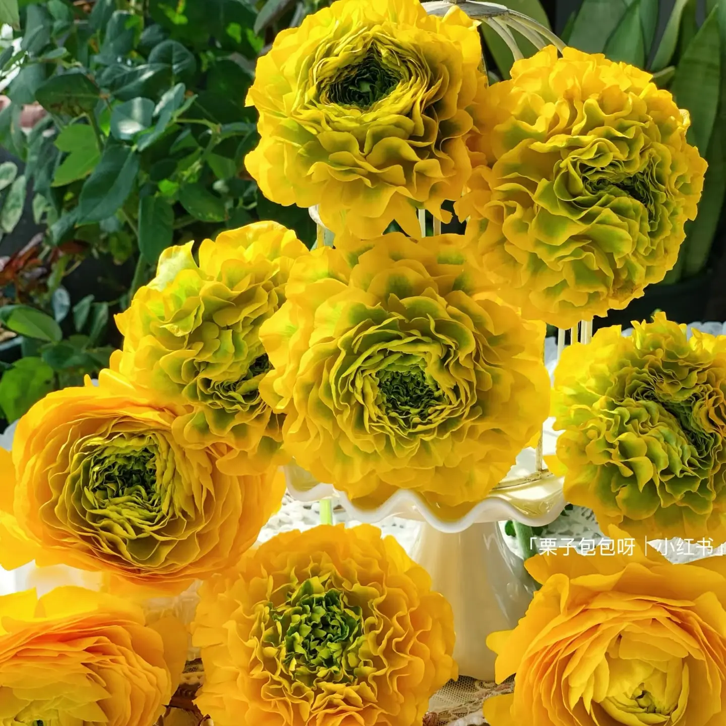 【锦鲤洋牡丹】鲜切花云南基地直发小众花材（店内任意三单包邮）