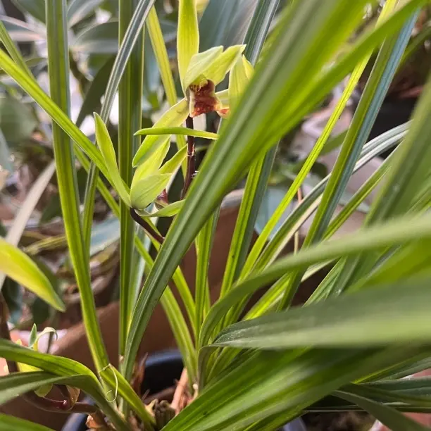 浓香型好养兰花室内花卉盆栽四季开花