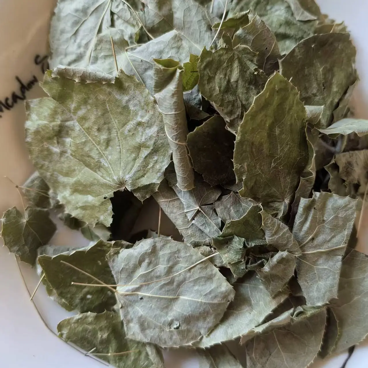 甘肃深山当季小圆叶