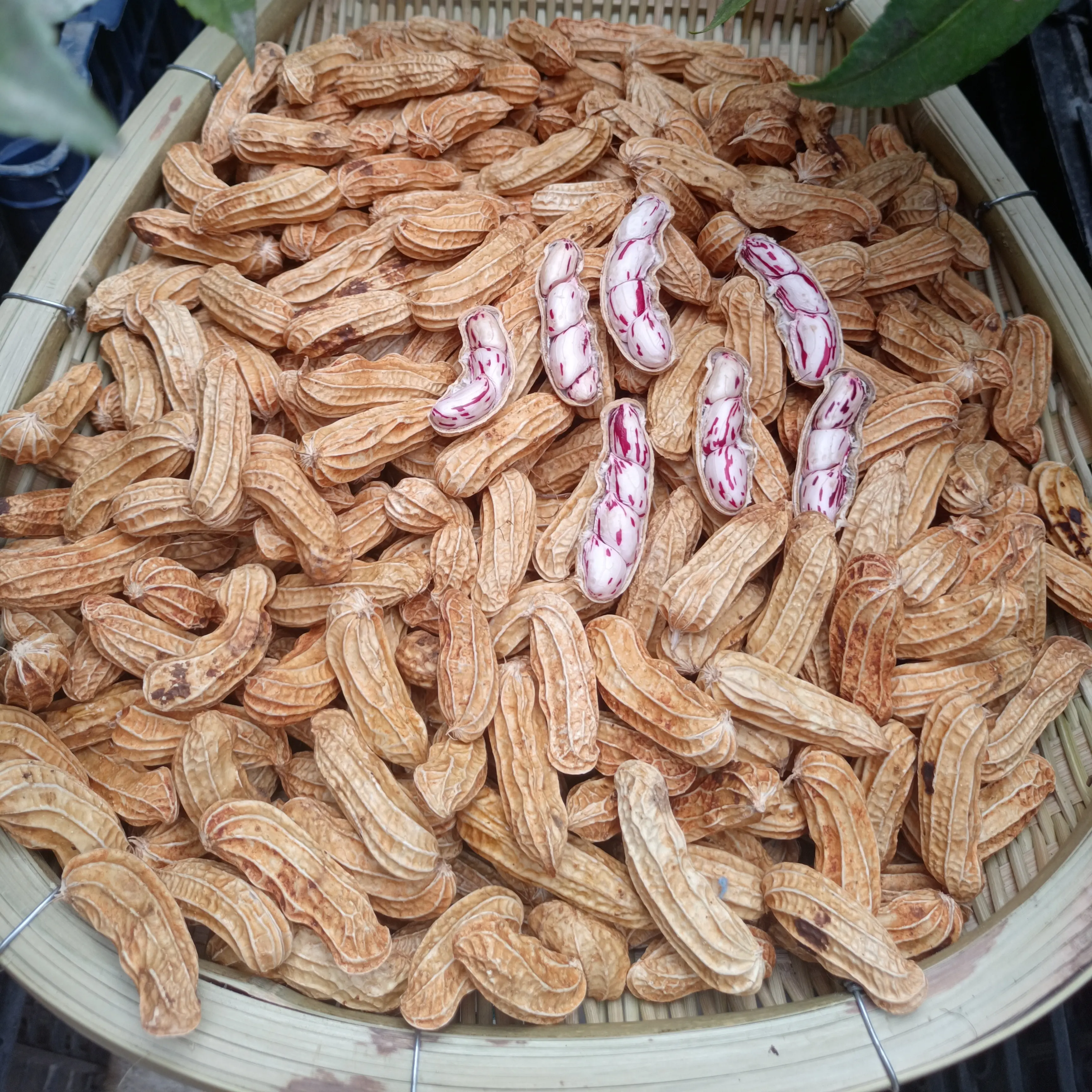 云南新鲜农家自种七彩水果花生颗粒饱满现挖现发