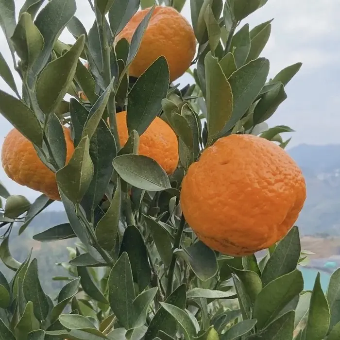 【正宗】晴隆鸡场椪柑小果