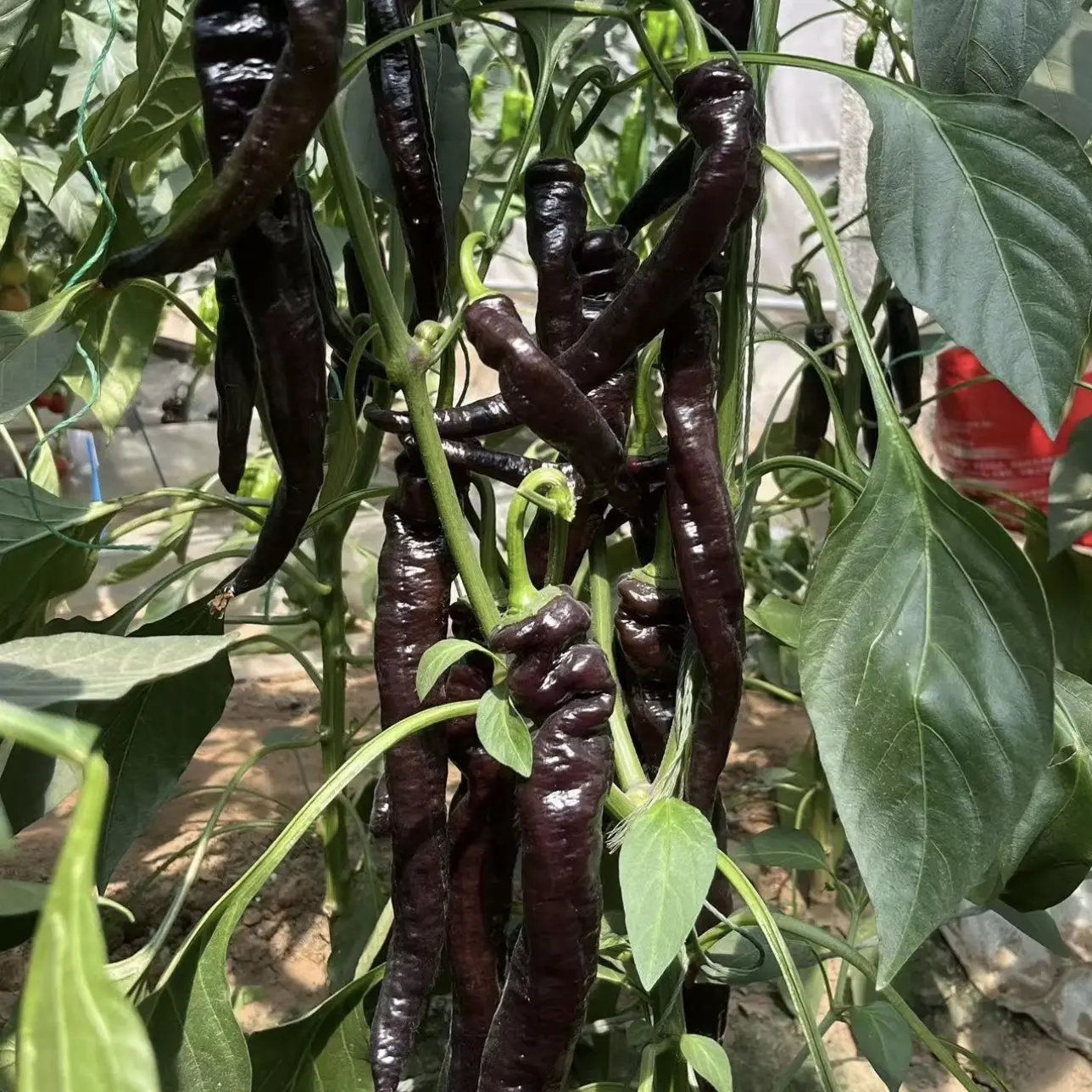 云南高山老品种黑辣椒