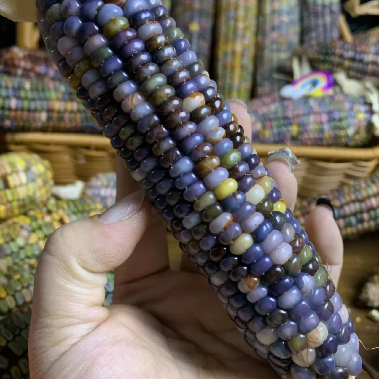 文玩玉米七彩玉米手把件手工DIY毛料直播间实物